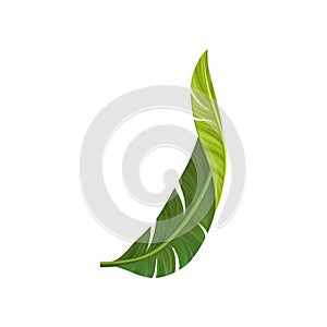 Green curved leaf of banana palm tree with realistic light and shadow. Tropical theme. Design element for postcard or