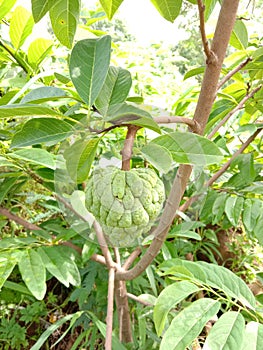 Green Custard apple fruit In india