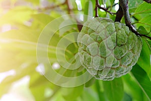 The green custard apple is not yet ripe, hanging on its branch. Soft background Warm light.