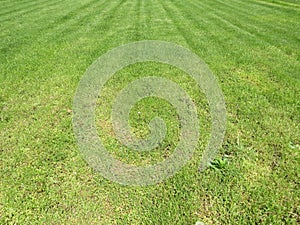 Green cut grass in spring. Football or soccer field green grass background.