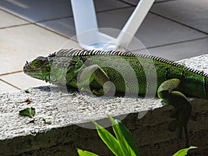 Green cute iguana sitting on the stone