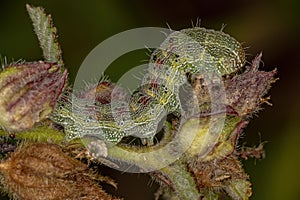 Green Cutworm Moth Caterpillar