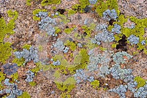 Green and cyan lichen on rock photo