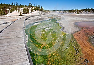 Green Cyanidium Algae