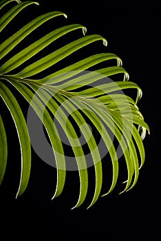 Green cycas leaf