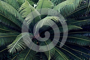 Green cycas leaf pattern, natural texture background concept