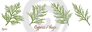 Green cypress branch with cones. Cypress twig with growing cones isolated on white background. Cupressus.Eps 10