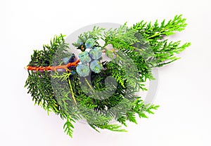 Green cypress branch with young blue cones isolated on white