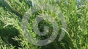 Green cypress bush blowing with light wind in hedgerow fence