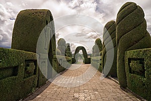 Green cypress topiary in Tulcan Ecuador