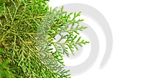 Green cypress tree on isolated background