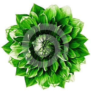Green dahlia. Flower on a white  isolated background with clipping path.  For design.  Closeup.