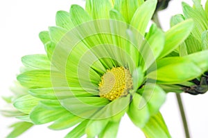 Green Daisy Flower Close-up