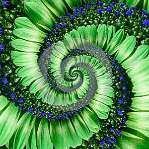 Green daisy flower spiral abstract fractal effect pattern background. Green navy flower spiral abstract pattern fractal. Incredibl