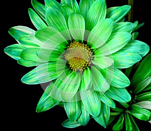 Green Daisy Macro