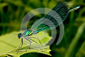 Green damselfly