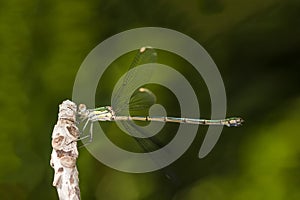 Green damselfly