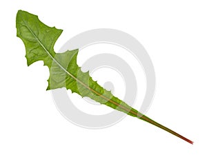 Green dandelion leaf