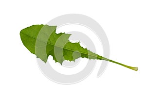 Green dandelion leaf
