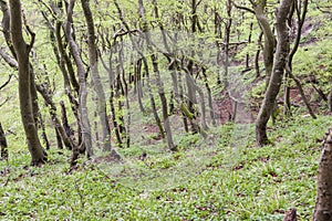 Green dark forest - Mons Klint, Denmark