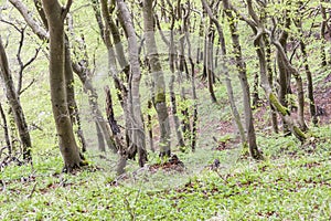 Green dark forest - Mons Klint, Denmark