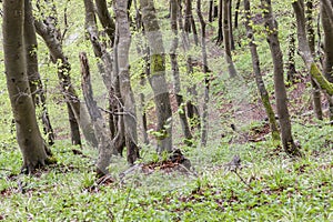 Green dark forest - Mons Klint, Denmark