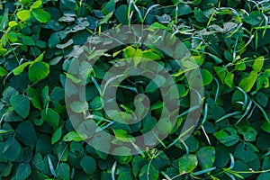 Green dark leaf texture,leaf texture backgound