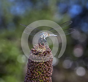 Green darner