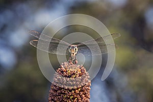 Green darner