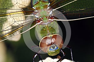 Green darner