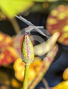 Green Darner or Common Green Darner Anax junius