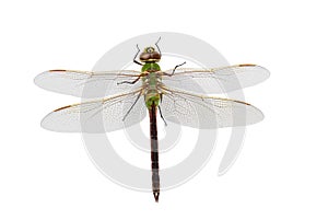 Green Darner Dragonfly photo