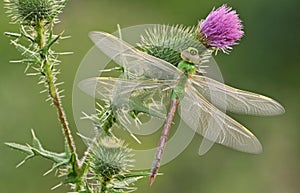 Green Darner Dragonfly