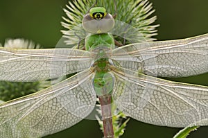 Green Darner Dragonfly