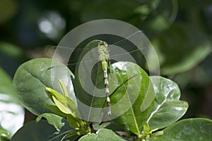 Green Darner Dragonfly Anax junius a Gardenia Plant