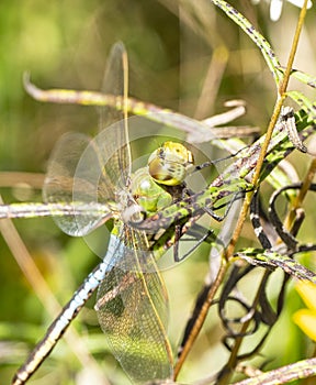 Green Darner dragonfly camouflaged on a plant stem