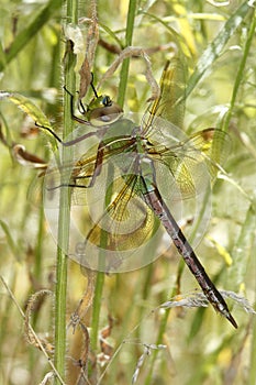 Green Darner Dragonfly Hiding in Vegetation