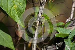 Green Darner Dragonfly Holding on to a Stick.