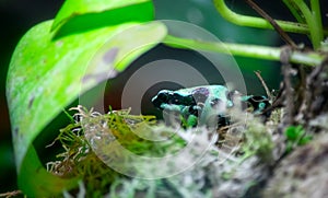 Green dart frog hiding between the foliage