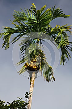 Green date palm