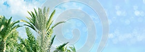 green date palm leaf Phoenix dactylifera, minimalist tropical background, Tropical paradise, natural beauty tropics atmosphere in