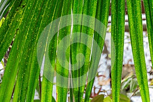 Green date palm tree leaves close-up. Leaf of phoenix sylvestris.