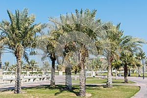 Green date palm trees in the corniche park in Dammam, Saudi Arabia