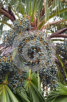 Green dates of a Phoenix dactylifera