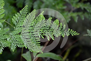 Green Davallia solida plants in nature garden photo