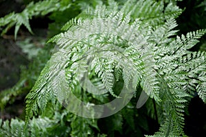 Green Davallia solida plants in nature garden photo