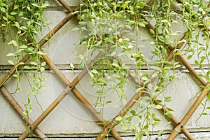 Green dave plants on the garden wall