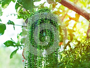 Green Dave pot ,beautiful ivy in flower pot.