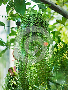 Green Dave pot ,beautiful ivy in flower pot. photo