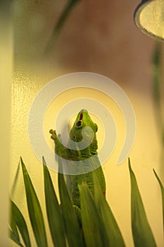 Green day gecko Phelsuma madagascariensis grandis kochi